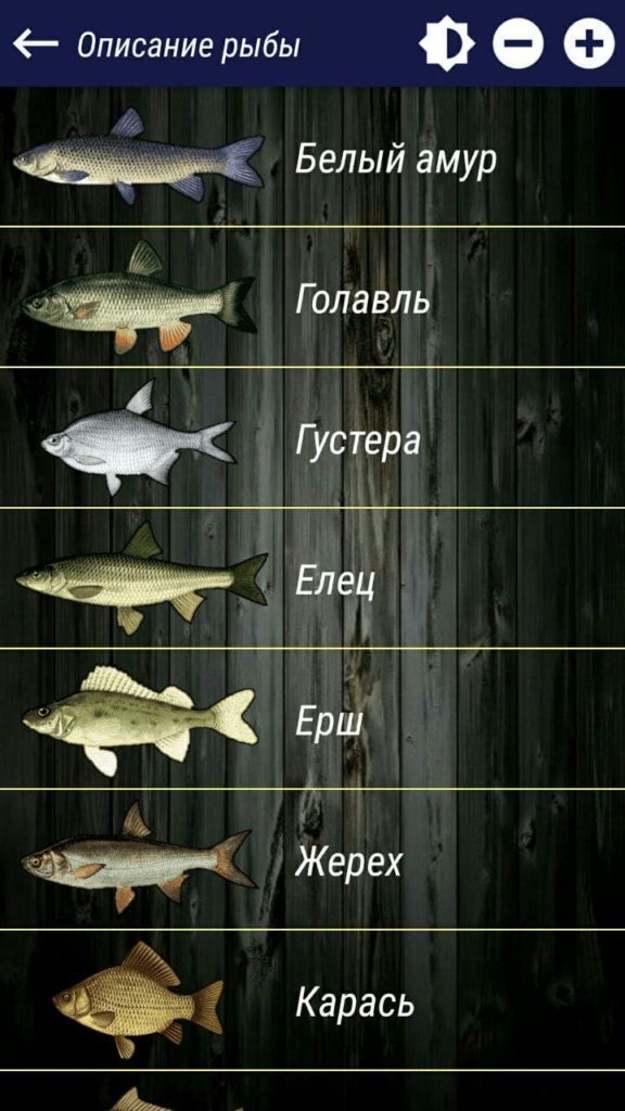 Прогноз клева Описание рыбы