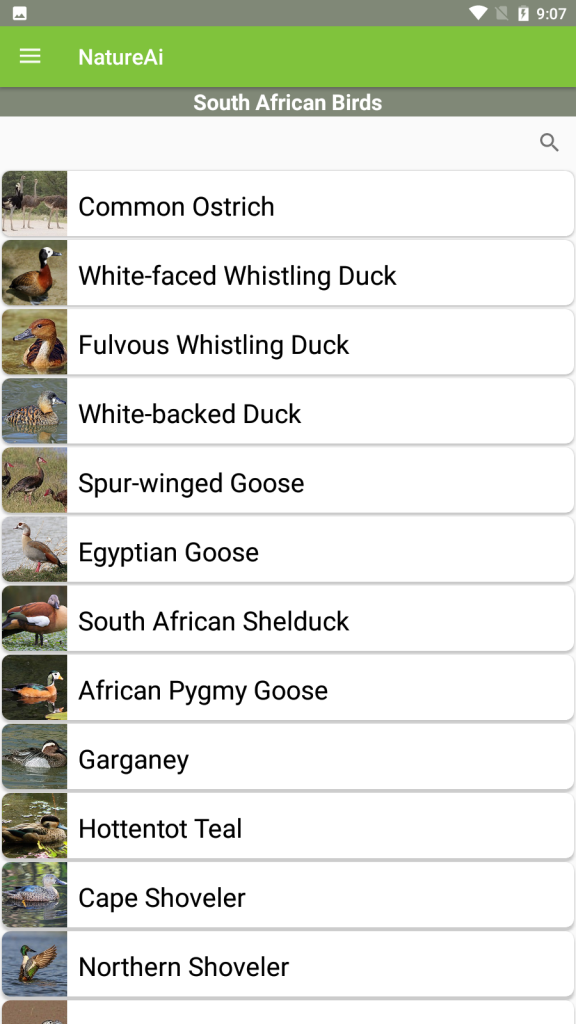 Bird Call Identification South Africa Birds