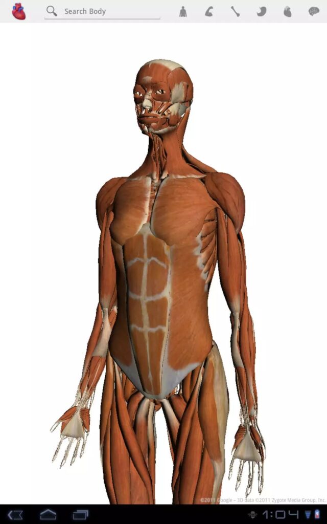 Google Body Muscles