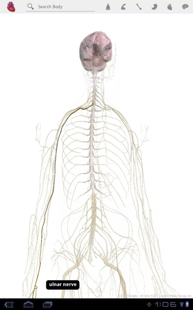 Google Body Nervous system