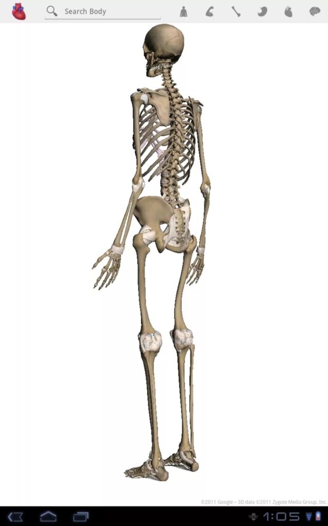 Google Body  Skeleton